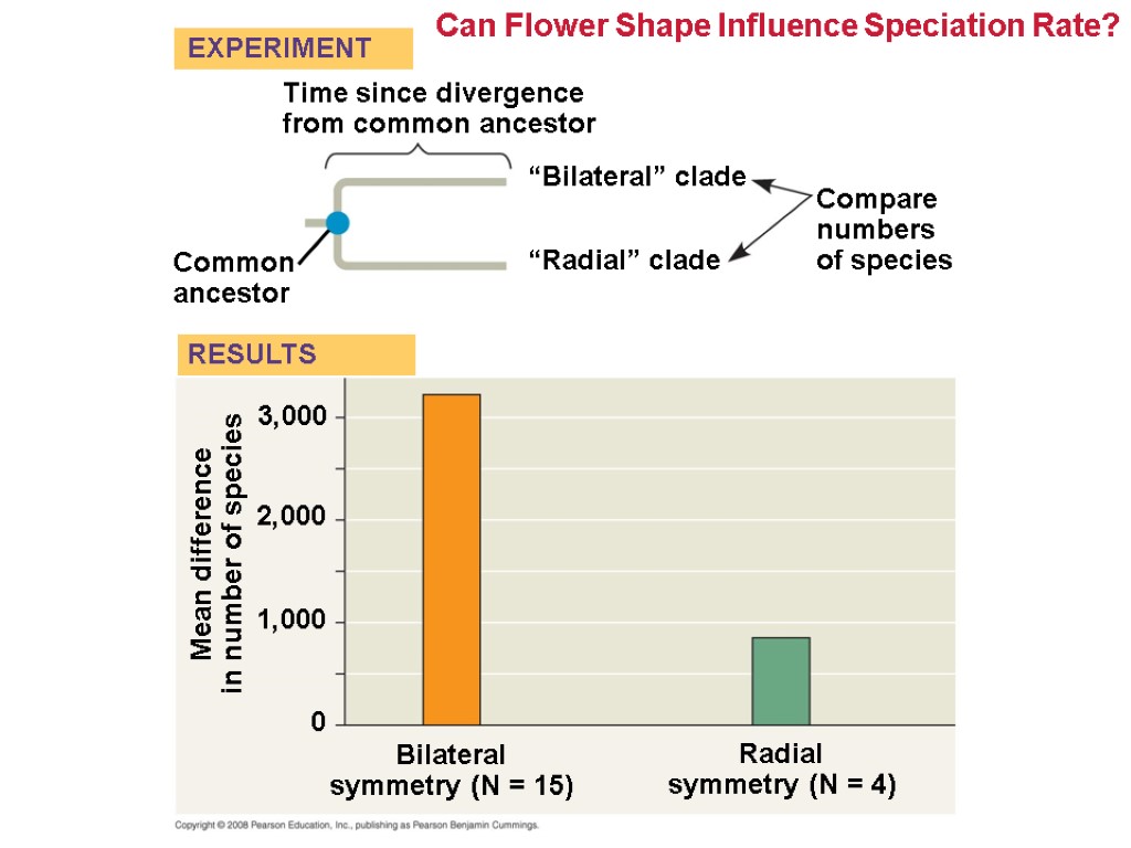 Can Flower Shape Influence Speciation Rate? Common ancestor Radial symmetry (N = 4) Bilateral